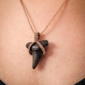 Kéan - Pendentif en dent de requin fossilisée